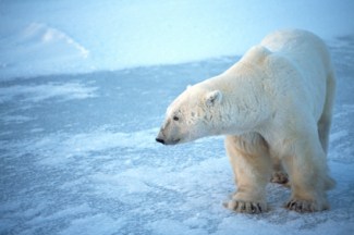 Don't let your business go the way of the polar bear Don't let your business go the way of the polar bear