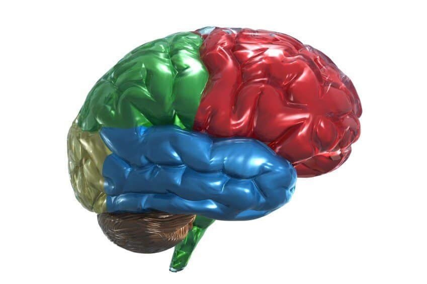 The brain